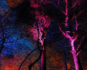The dark wood of Cluny Hill are lit up with brilliant colours.