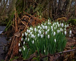 Snowdrops in Scotland mean spring has come and Beltane is not far off.