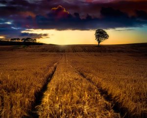 Scottish Barley fields on Lughnasadh