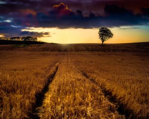 Scottish barley fields on Lughnasadh