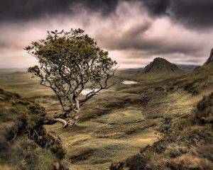 A Rowan Tree looking over the Quirang on the Isle of Skye.