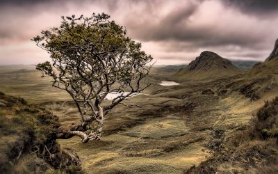 The Lore of the Scottish Rowan Tree