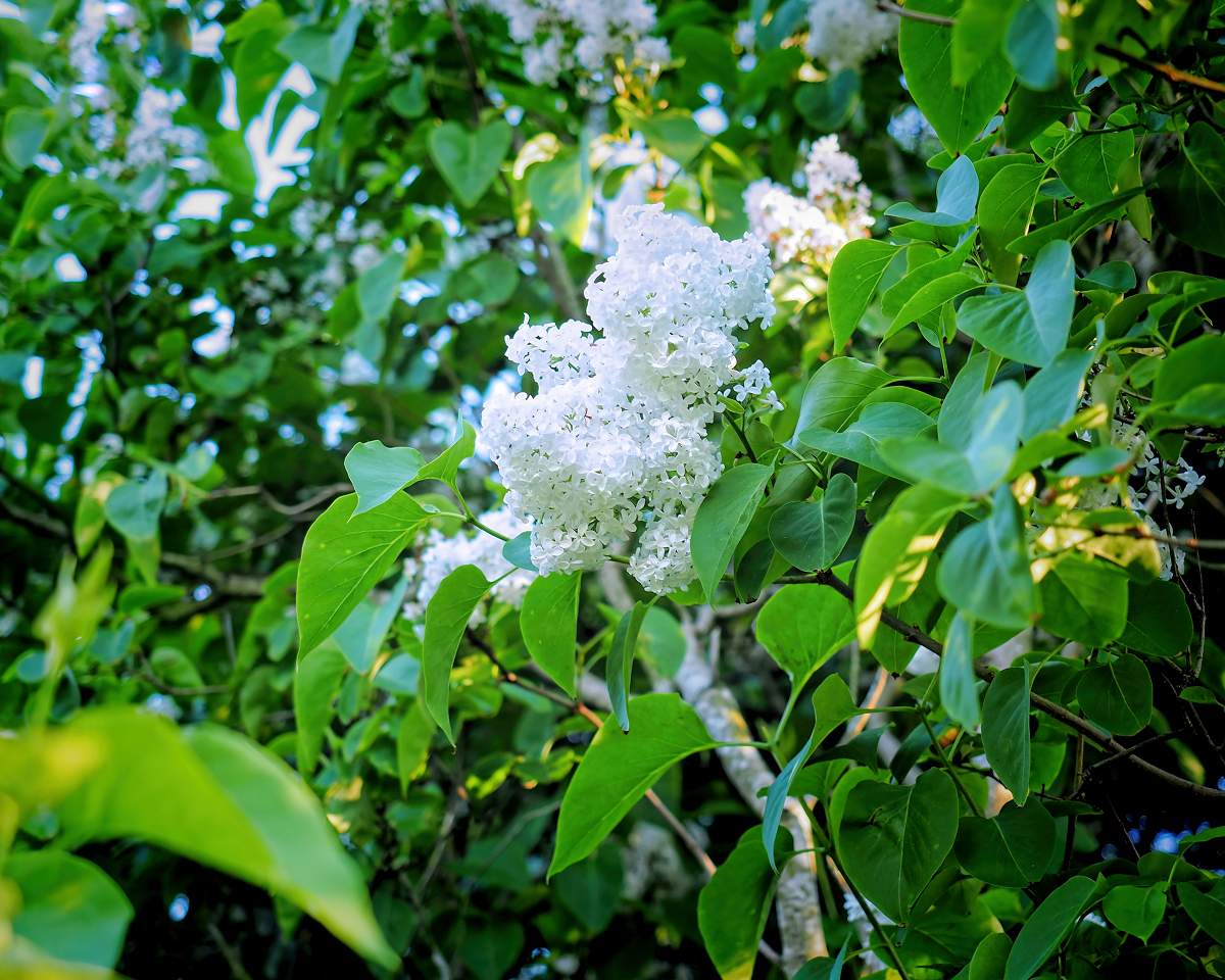 White Lilacs blooming in springtime.