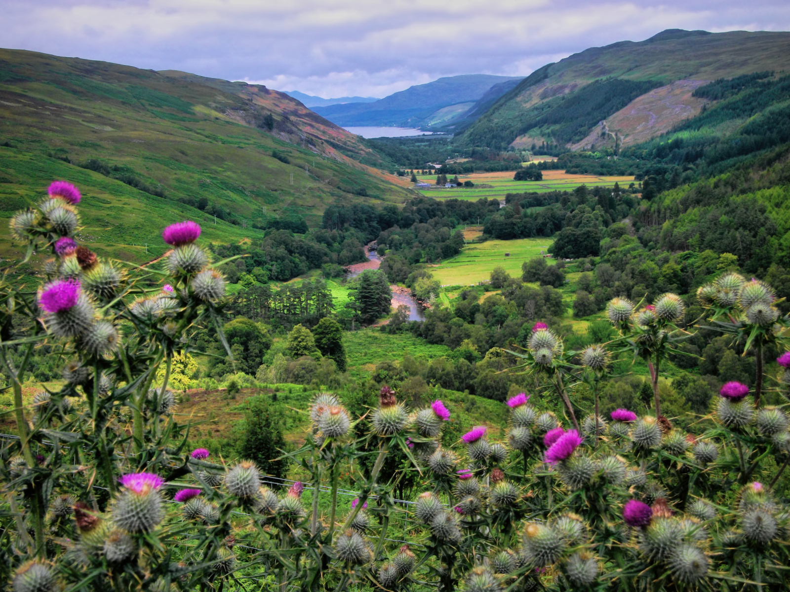 St Andrews Day Thistle