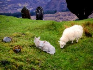 sheep in a graveyard on Skye, Scotland