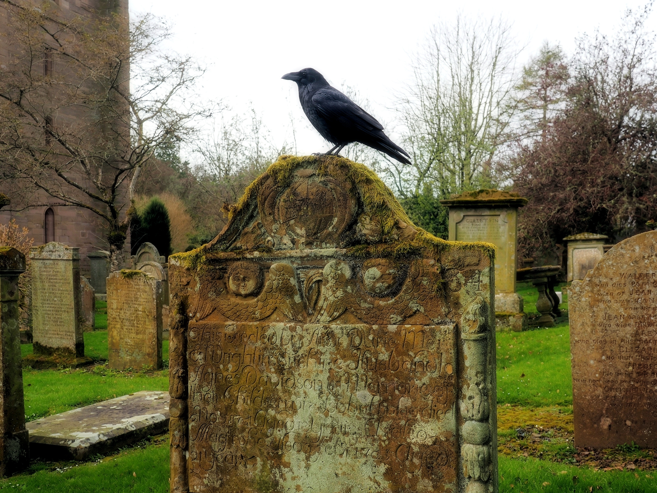 Raven and Crows 1