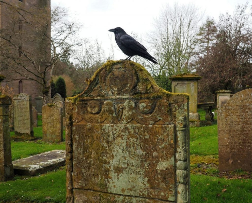 Ravens and Crows as Birds of Battle and Harbingers of Death in Scottish Lore
