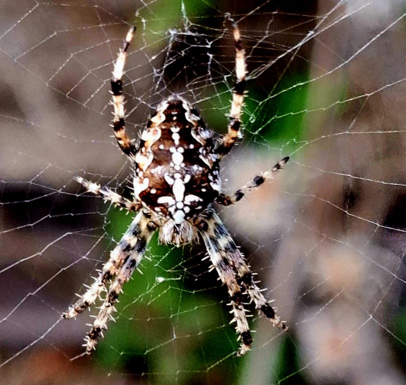 Spiders- Spooky, Scary or Special?